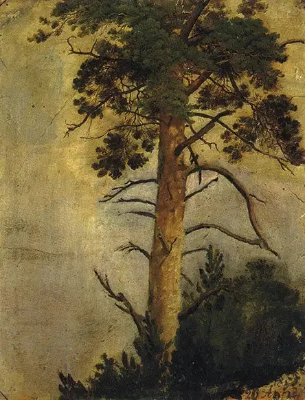 A pine tree on a rock - Ivan Chichkine