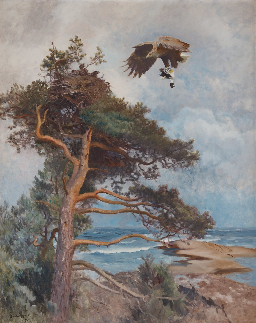 A white-tailed eagle carries its prey (a goldeneye) to its nest. -Bruno Liljefors