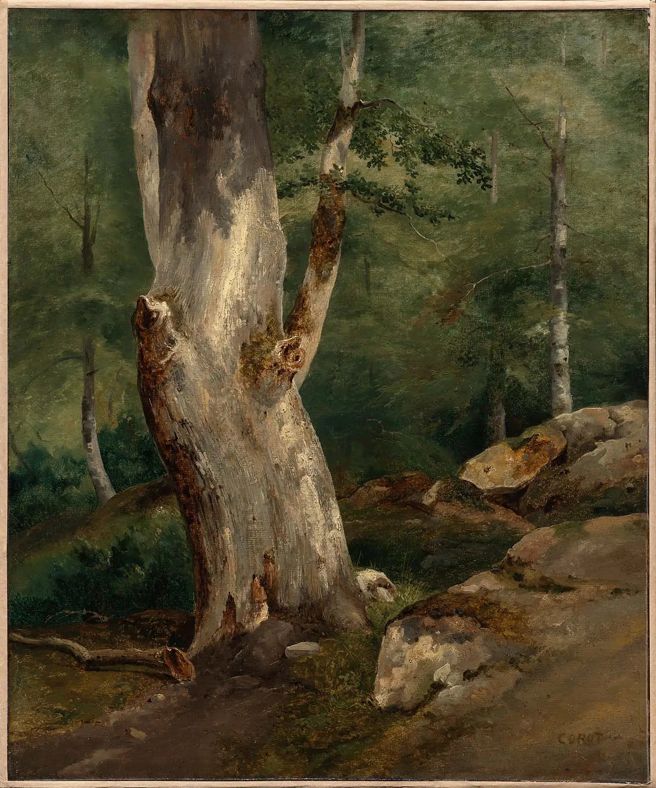 Vieux hêtre - Jean-Baptiste Camille Corot - Alpha Reproduction
