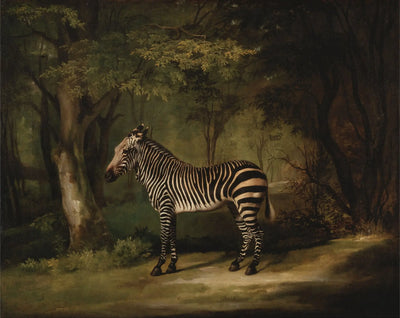 Zèbre - George Stubbs - Alpha Reproduction